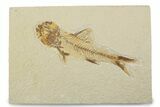 Fossil Fish (Amphiplaga) - Uncommon Species #373886-1